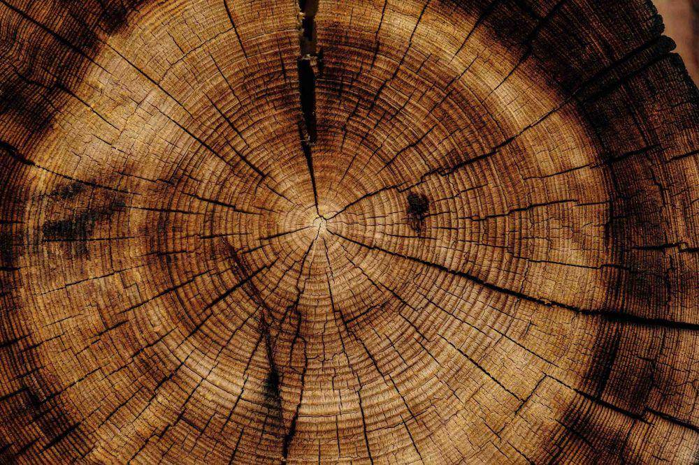 ilustrasi cashmere wood (unsplash.com/Joel & Jasmin Førestbird)
