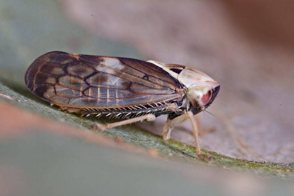 Leafhopper (commons.wikimedia.org/Patrick_K59)