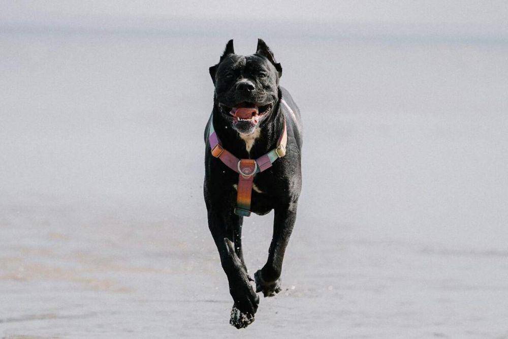 anjing Cane Corso (pexels.com/Elina Volkova)