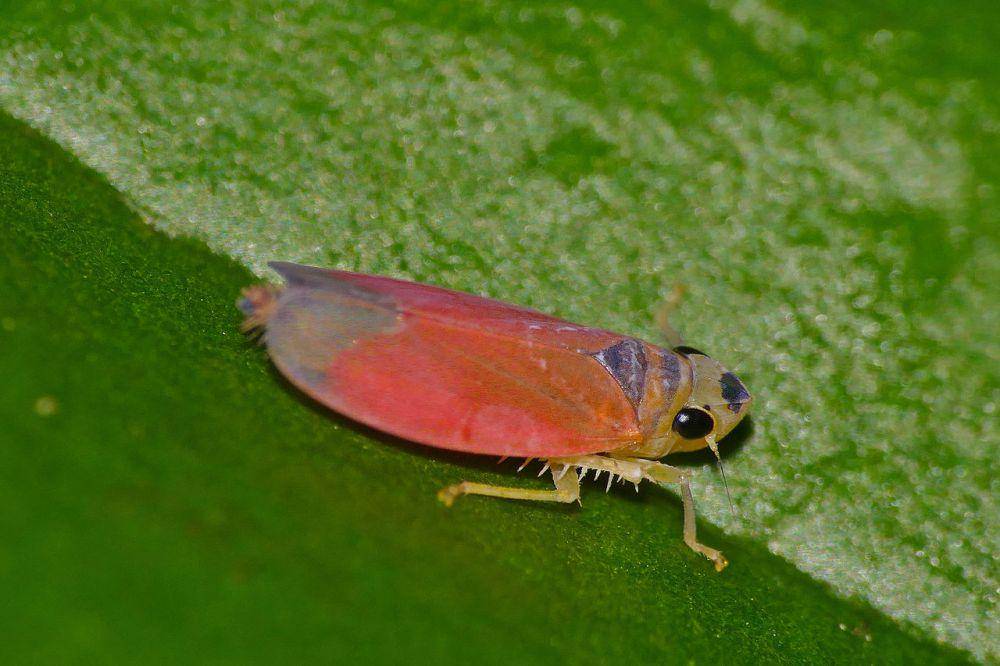 Leafhopper (commons.wikimedia.org/Bernard DUPONT)