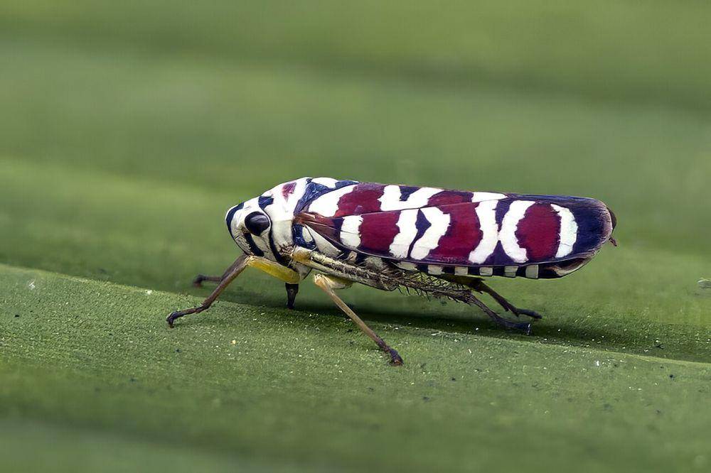 Leafhopper (commons.wikimedia.org/Charles J. Sharp)