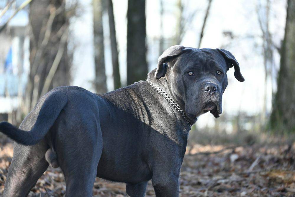 ilustrasi Cane Corso sedang waspada (unsplash.com/Sophie Hollies)