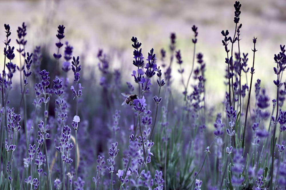 ilustrasi lavender (freepik.com/wirestock)