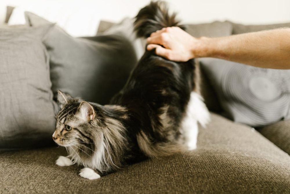 Kenapa Kucing Suka Dipukul Pantatnya? Ini Alasannya!