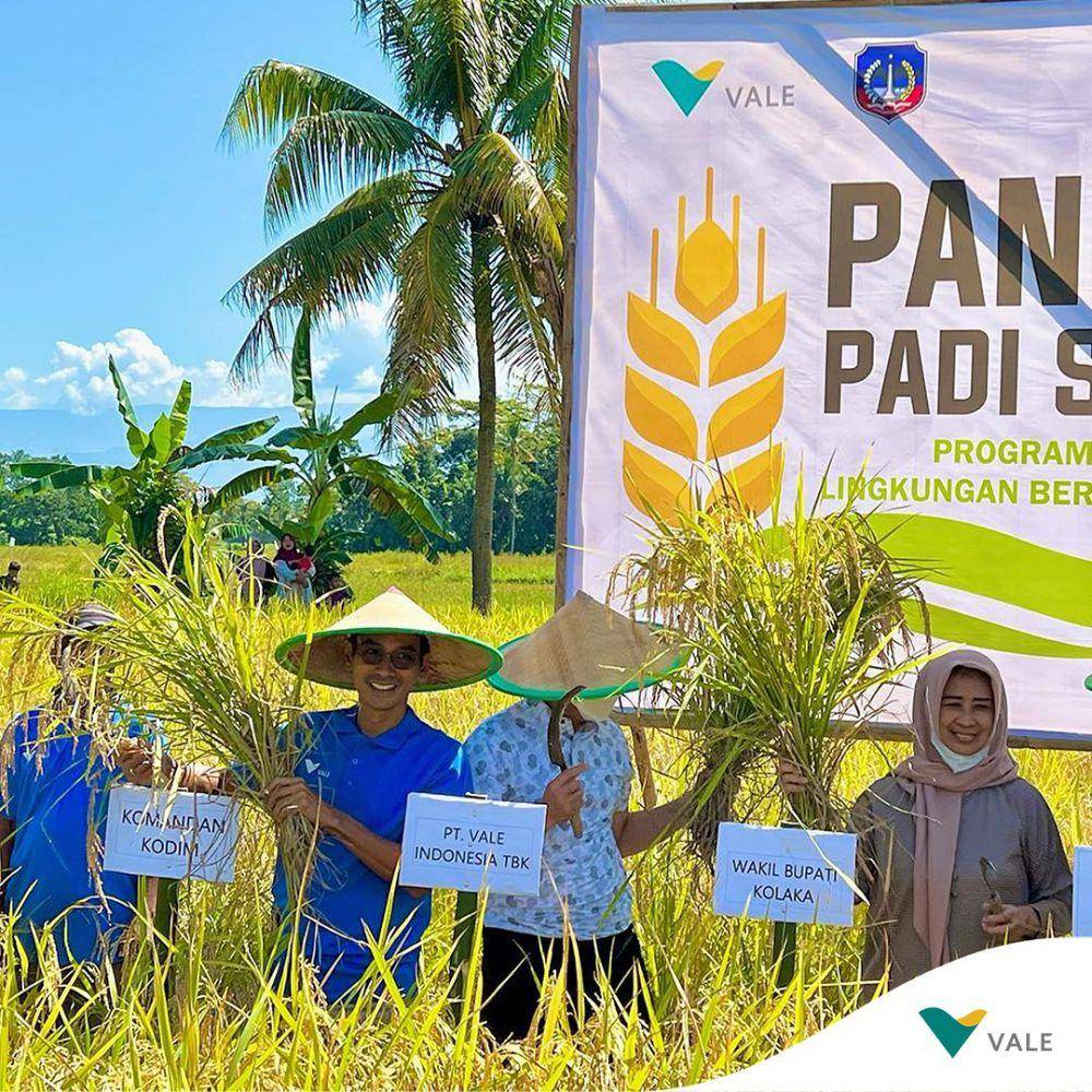 PT Vale bersama petani sedang melakukan panen raya  (instagram.com/ptvaleindonesia)