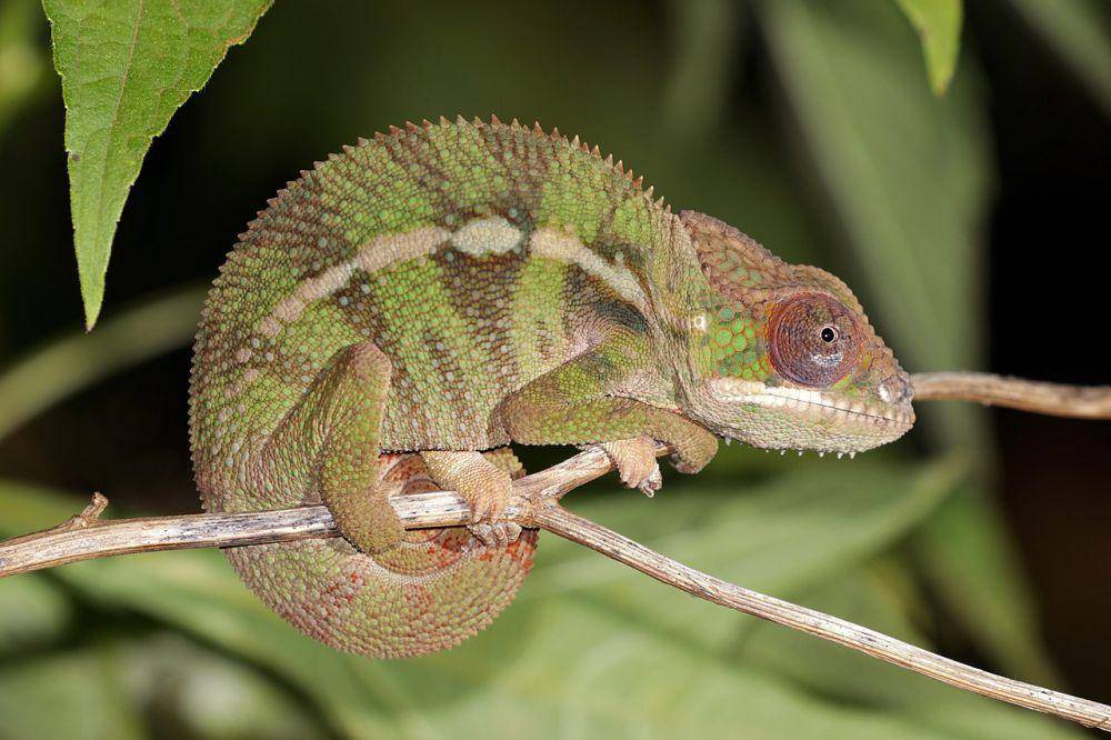 Chameleon (commons.wikimedia.org/Charles J. Sharp)