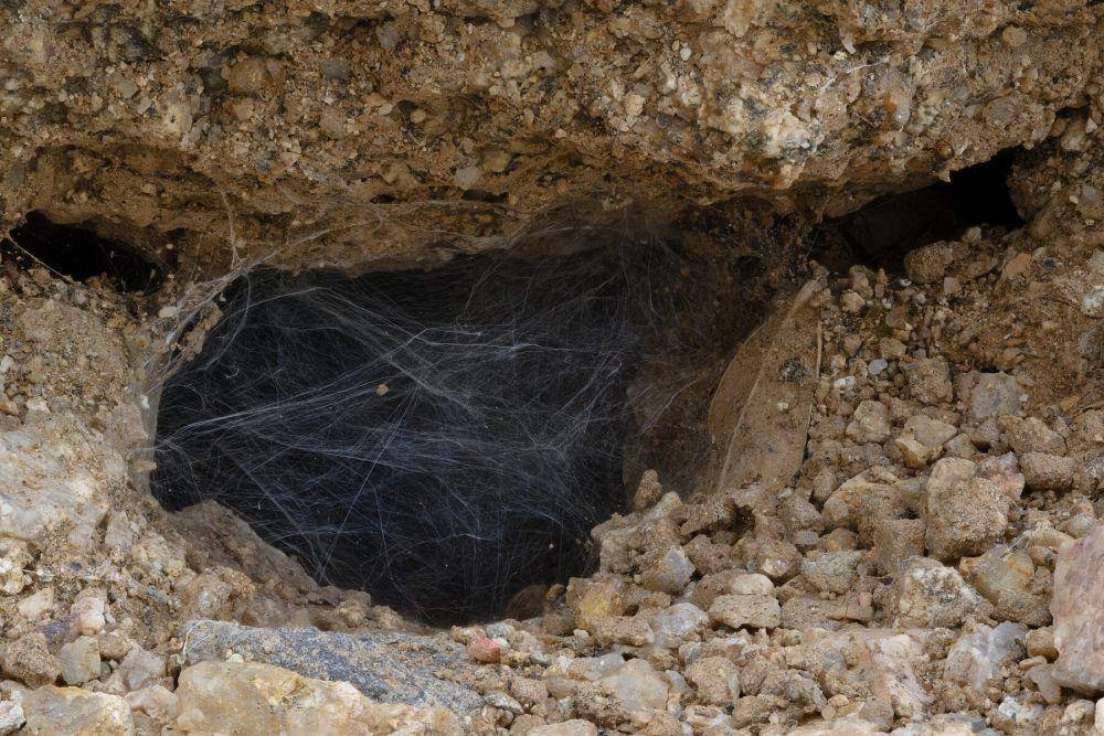 ilustrasi sarang tarantula (flickr.com/Rick Cameron)