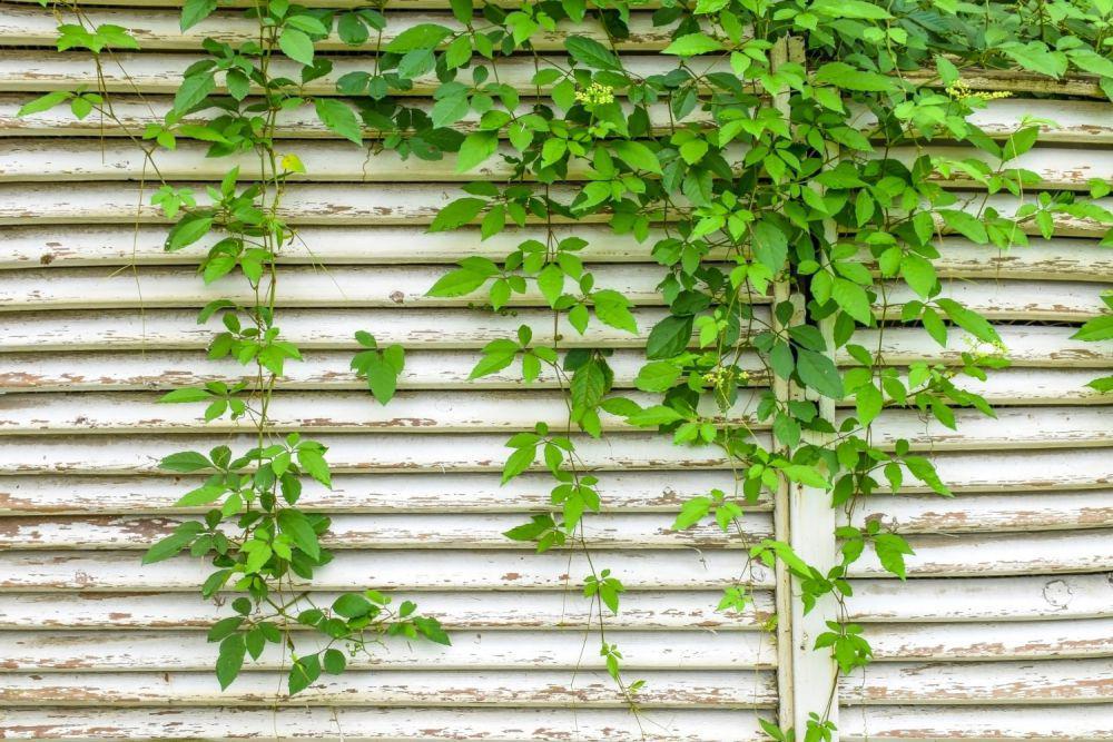 5 Tanaman Pergola yang Tahan Terhadap Cuaca Ekstrem