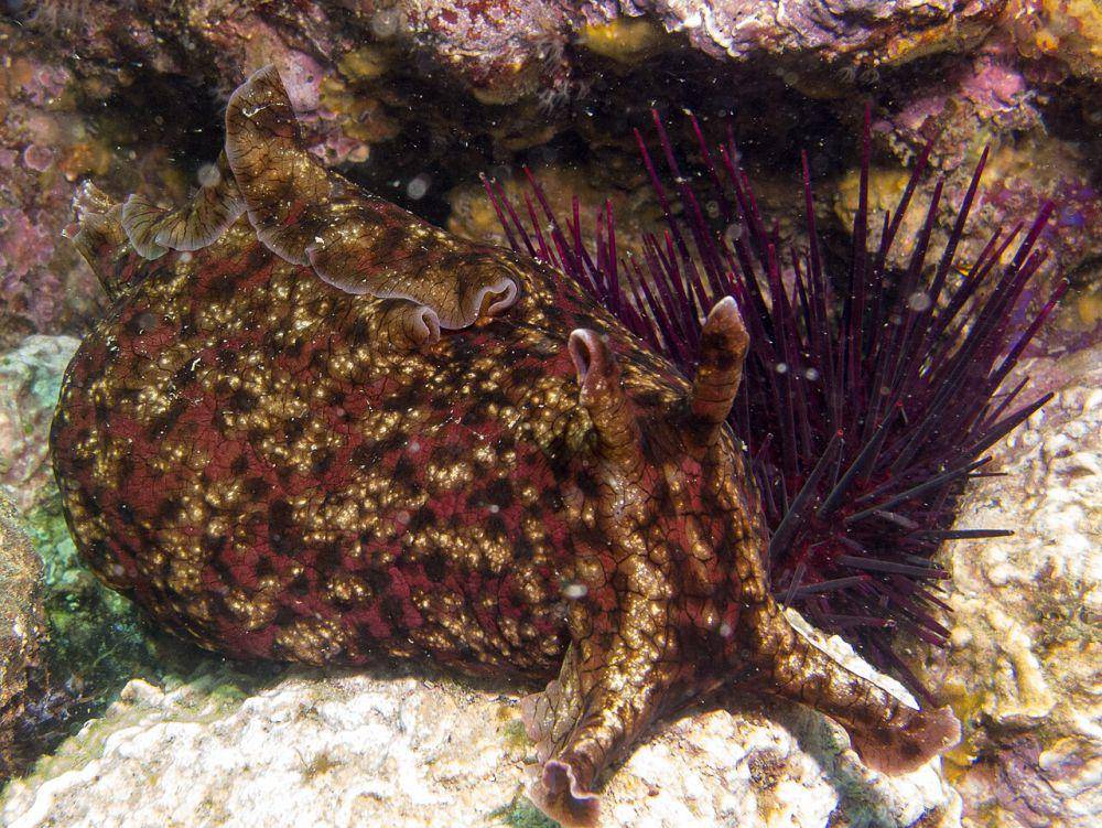 Terwelu laut california (commons.wikimedia.org/ED Bierman)