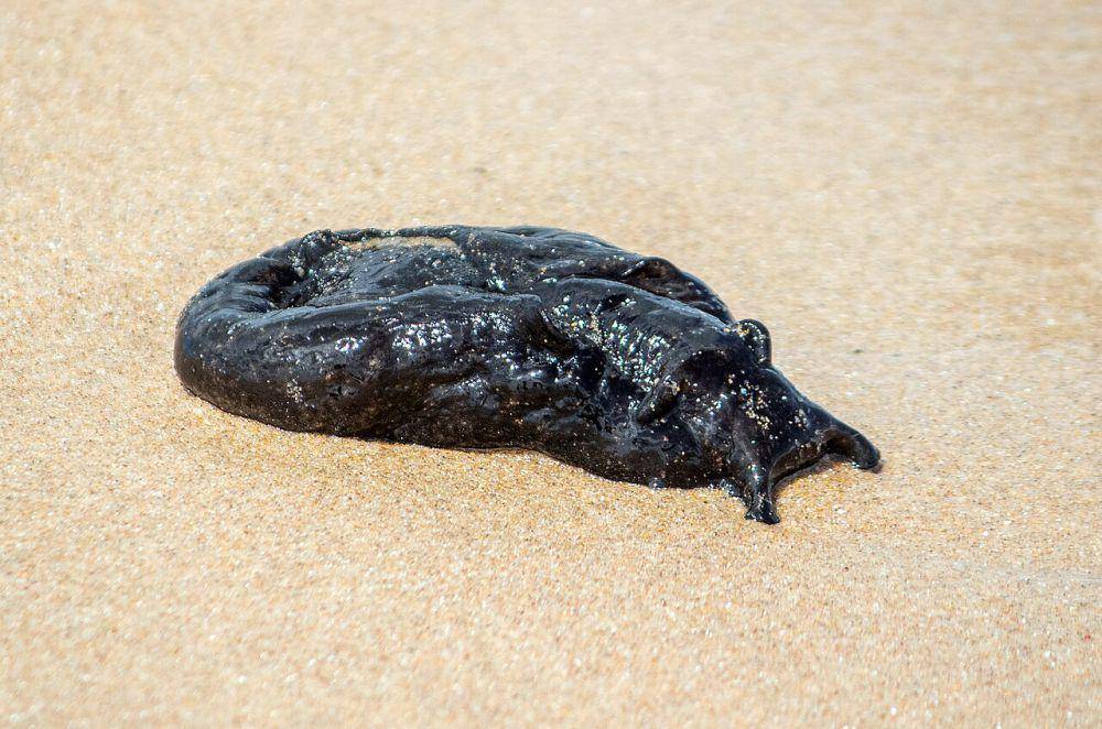 Terwelu laut hitam (commons.wikimedia.org/Smailtn)