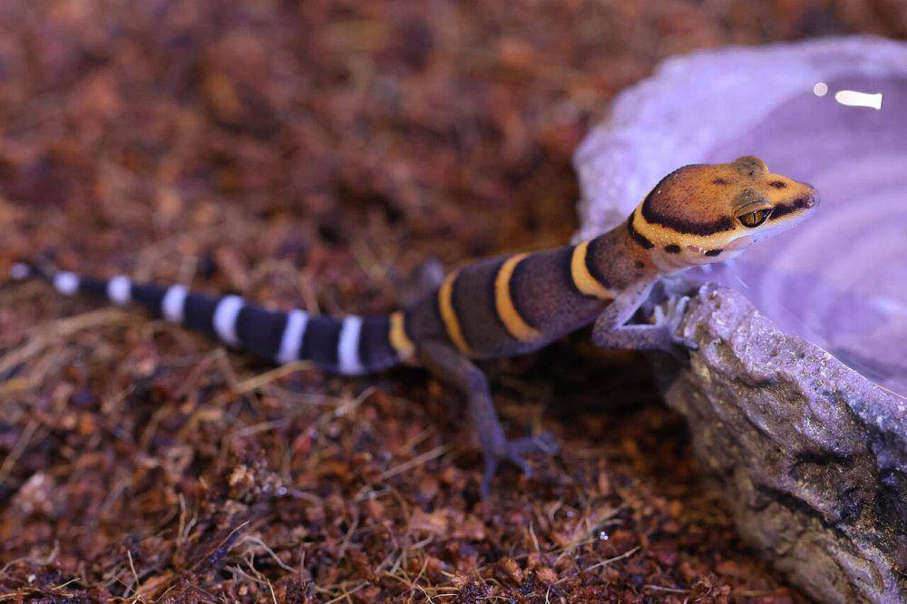 Leopard gecko (commons.wikimedia.org/Melvin TOULLEC)