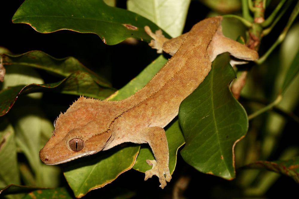 Crested gecko (commons.wikimedia.org/Lennart Hudel)