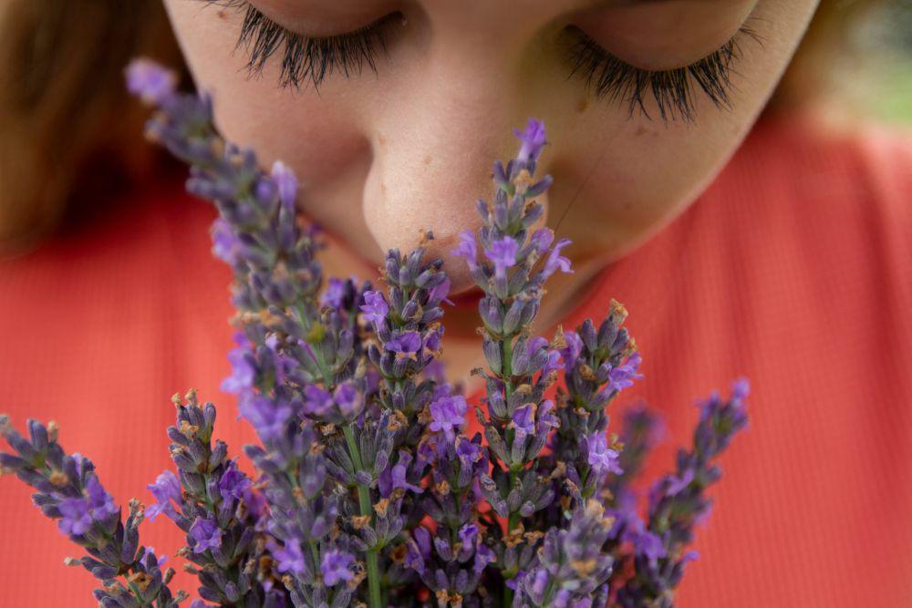 Bukan Cuma Harum, Ini 5 Manfaat Aroma Lavender untuk Otak
