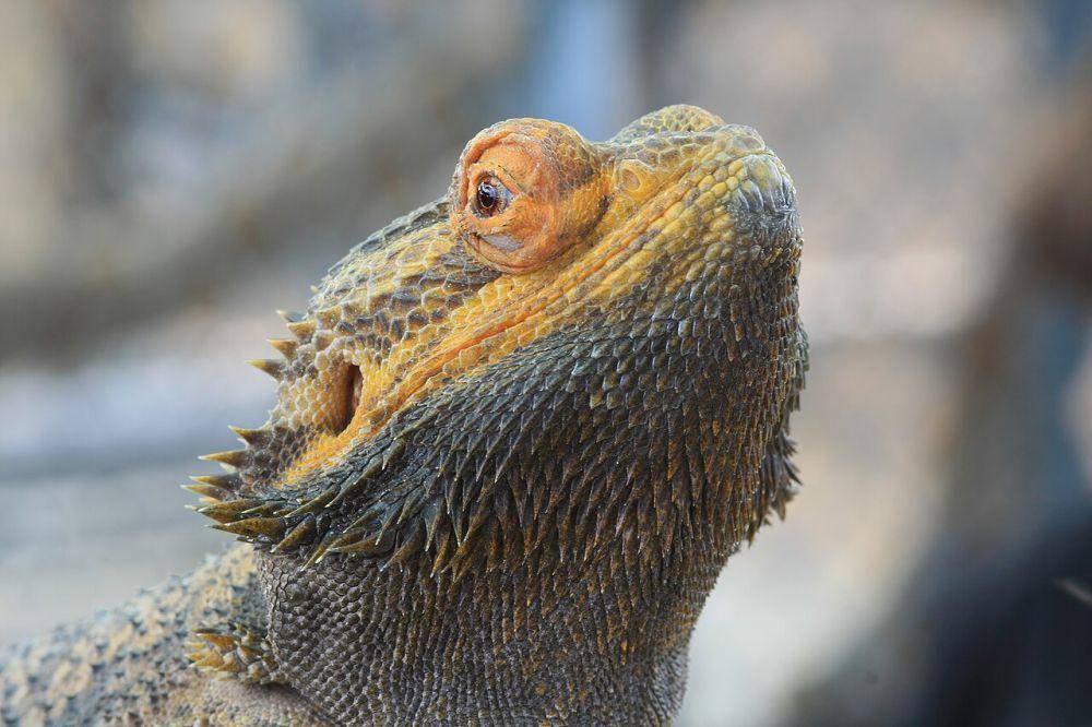 Bearded dragon (commons.wikimedia.org/ImagePerson)