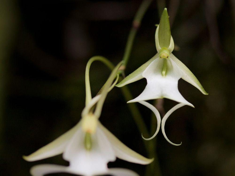 5 Fakta Menarik Ghost Orchid, Anggrek Ikonik yang Melayang di Hutan