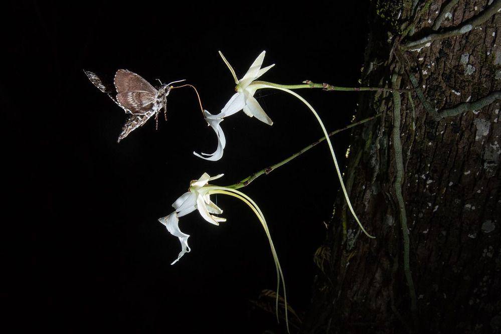 ghost orchid (nationalgeographic.com/Carlton Ward, Jr.)