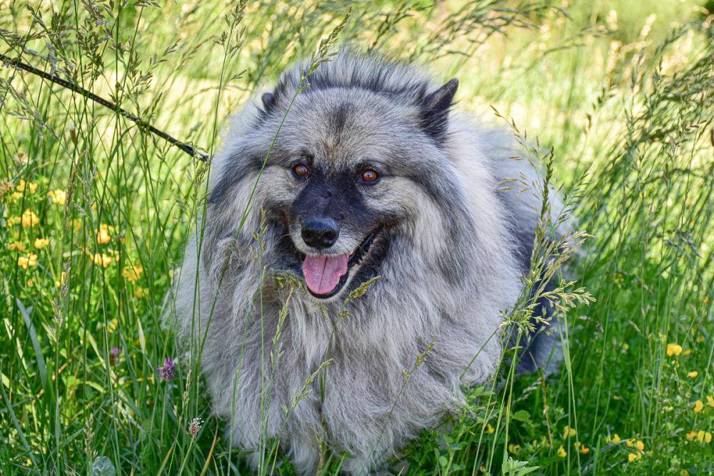 7 Jenis Anjing yang Mirip Singa, Punya Surai Bak Singa Jantan