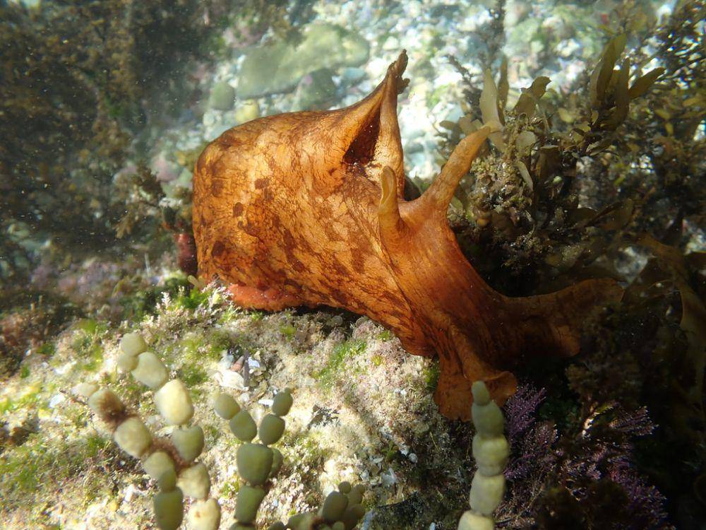 Terwelu laut raksasa (inaturalist.org/drmattnimbs)