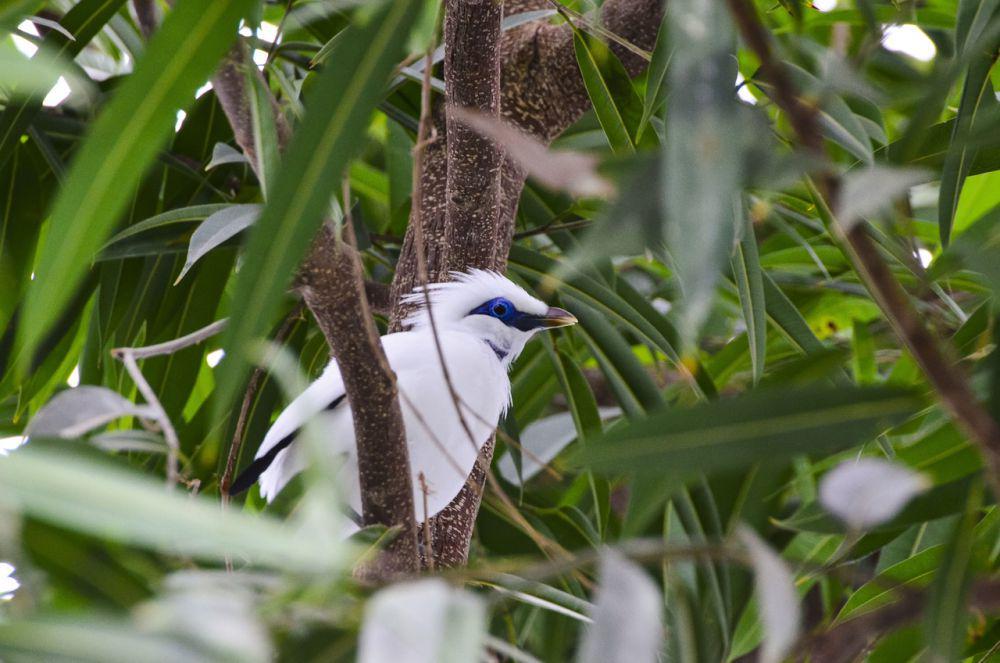 6 Burung Pengicau Paling Langka di Indonesia, Rentan Diburu!