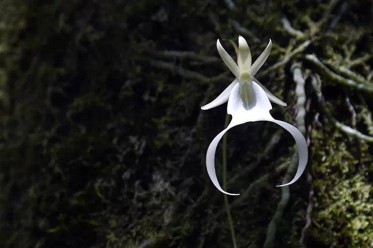 ghost orchid (treehugger.com/Rhona Wise/AFP/Getty Images)