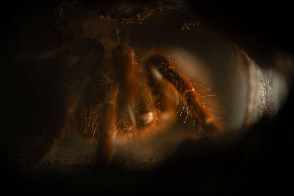potret tarantula berada dalam sarangnya (pexels.com/Antonio Di Giacomo)