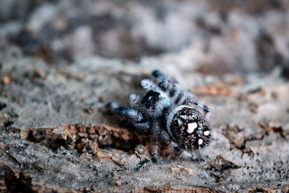 potret anak tarantula (pexels.com/Ken Chuang)