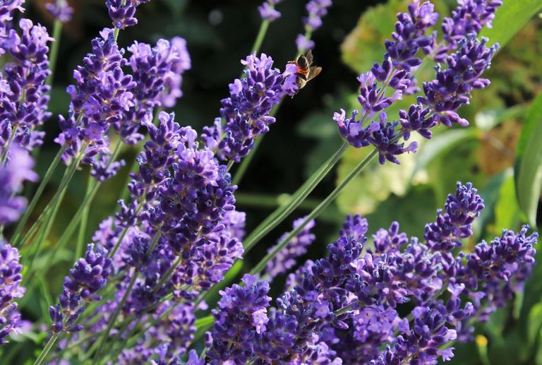 5 Fakta tentang Bunga Lavender dan Manfaatnya bagi Kesehatan