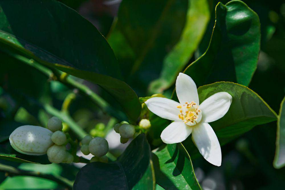 ilustrasi orange blossom (freepik.com/ededchechine)