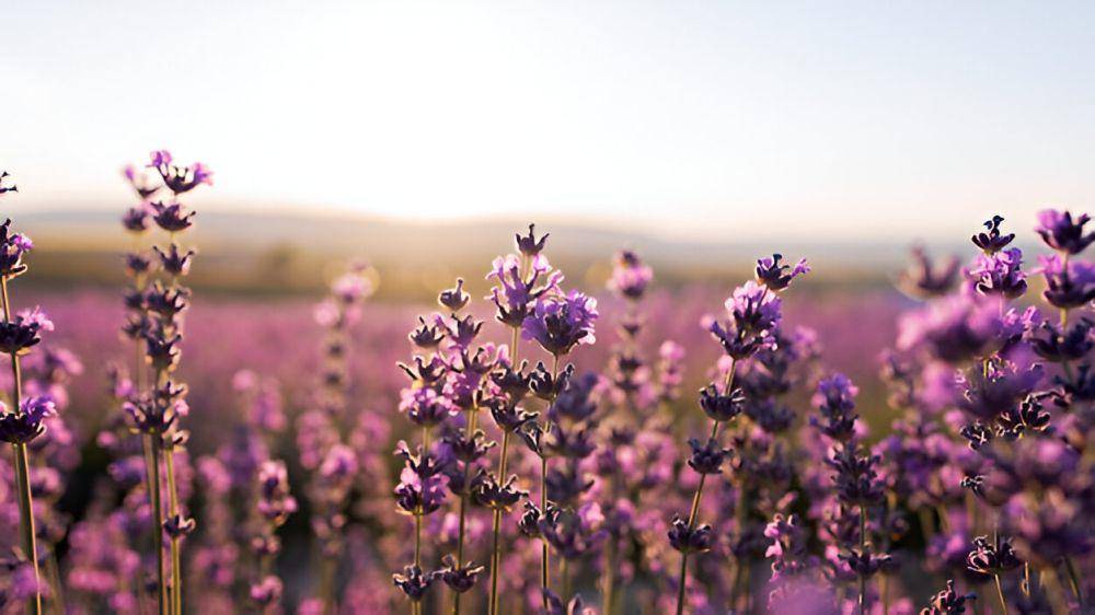 ilustrasi lavender (freepik.com/freepik)