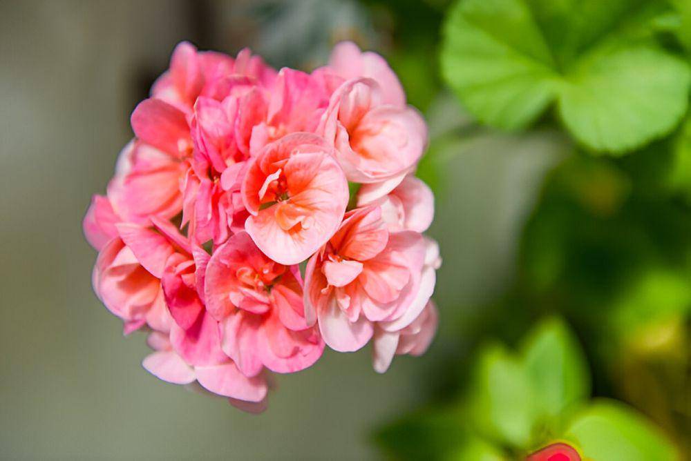 ilustrasi geranium (freepik.com/luis_molinero)