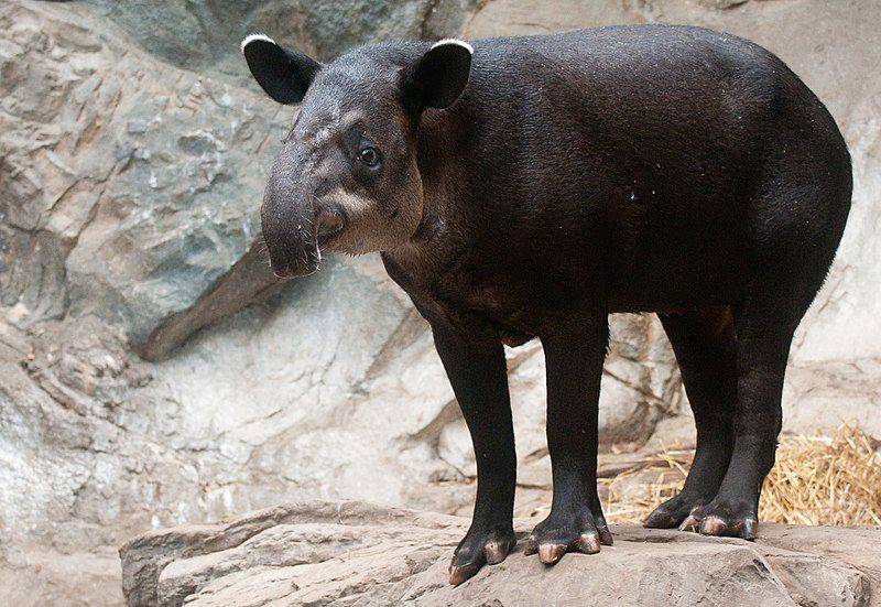 Tapir baird jadi mamalia darat terbesar yang dapat kita temukan di Amerika Tengah. (commons.wikimedia.org/Eric Kilby)