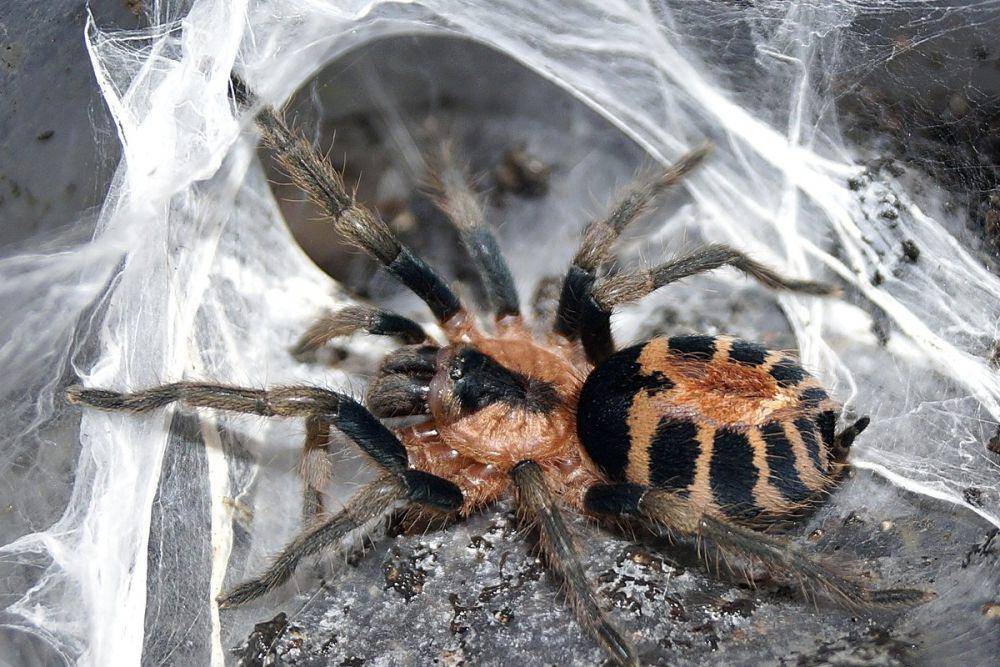 ilustrasi tarantula dalam sarangnya (pixabay.com/Matthias)