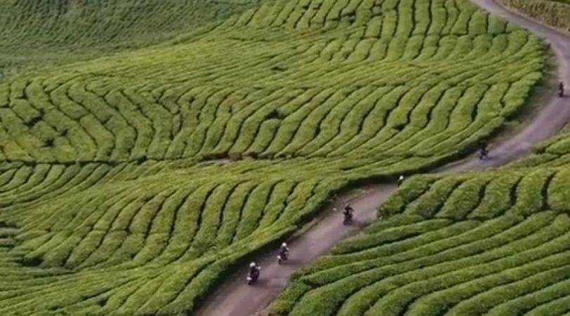 Kebun teh Pagar Alam (instagram wondelful.pagaralam)