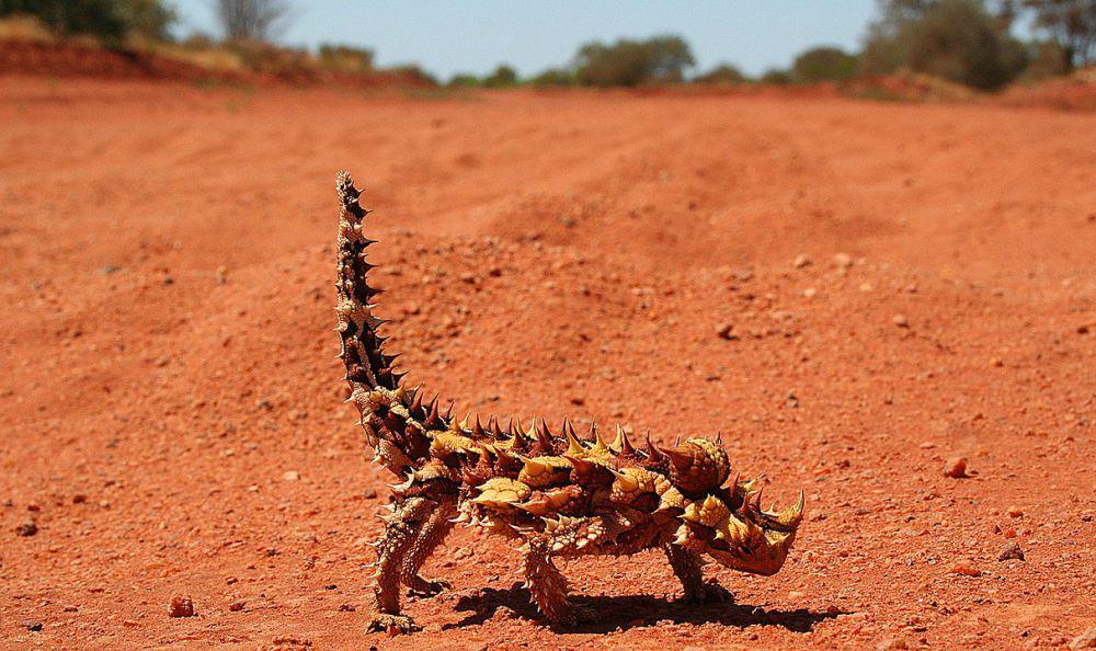 5 Fakta Unik Thorny Devil, Kadal yang Bisa Lakukan Trik Kepala Palsu