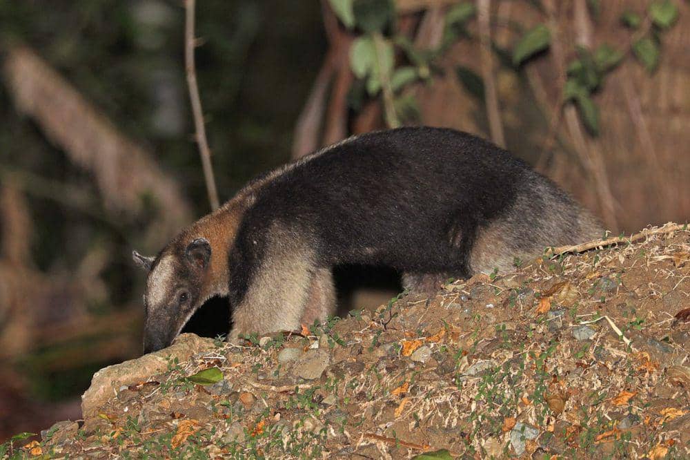 5 Fakta Tamandua Utara, Punya Ekor Prehensil yang Serbaguna
