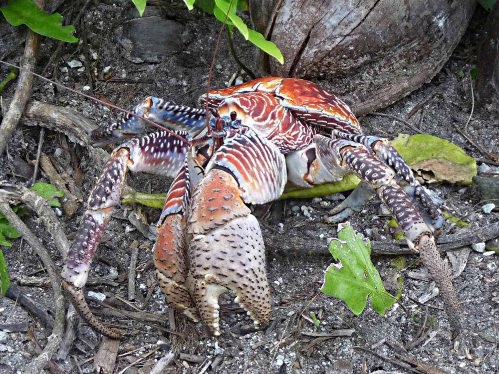 Kepiting kenari (commons.wikimedia.org/Fae)