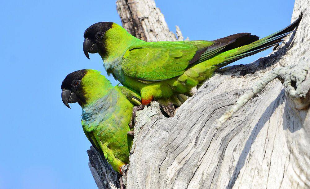 5 Fakta Nanday Parakeet, Ganti Genus setelah  Penelitian Filogenetik!
