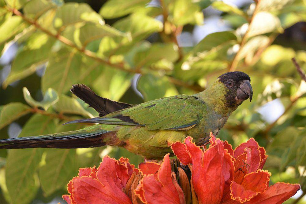 nanday parakeet (commons.m.wikimedia.org/Martingloor)