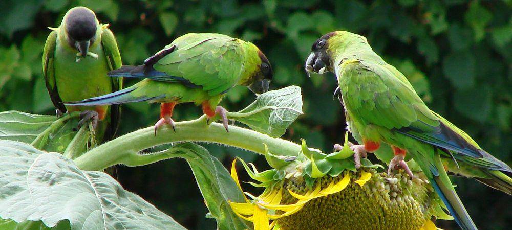 nanday parakeet (commons.m.wikimedia.org/Apix)