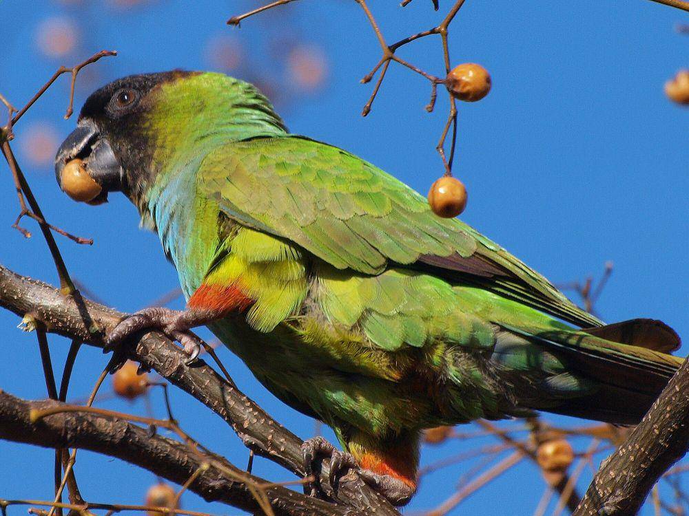 nanday parakeet (commons.m.wikimedia.org/Shanthanu Bhardwaj)