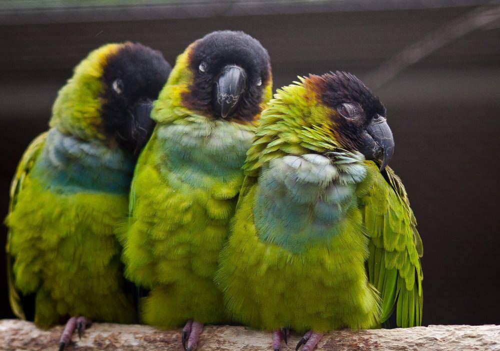 nanday parakeet (commons.m.wikimedia.org/Rakkhi Samarasekera)