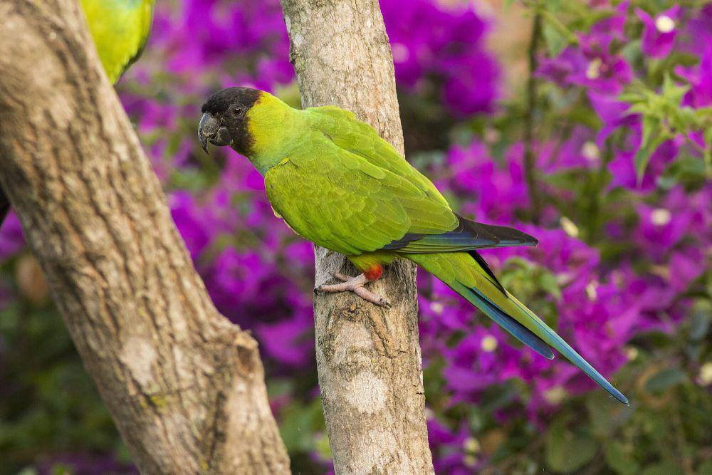 nanday parakeet (commons.m.wikimedia.org/Alexsatsu)