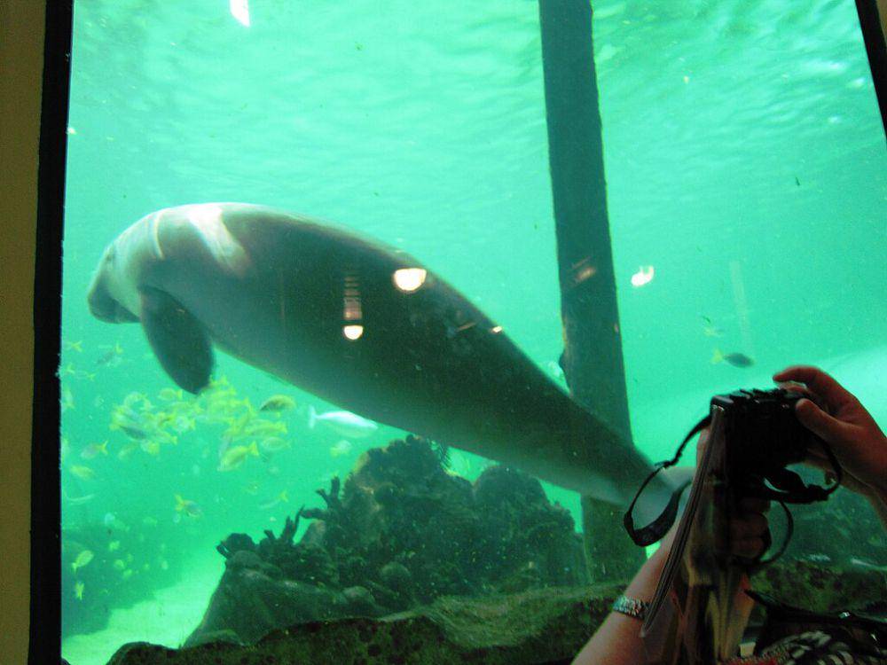 Dugong (commons.wikimedia.org/grace_kat)