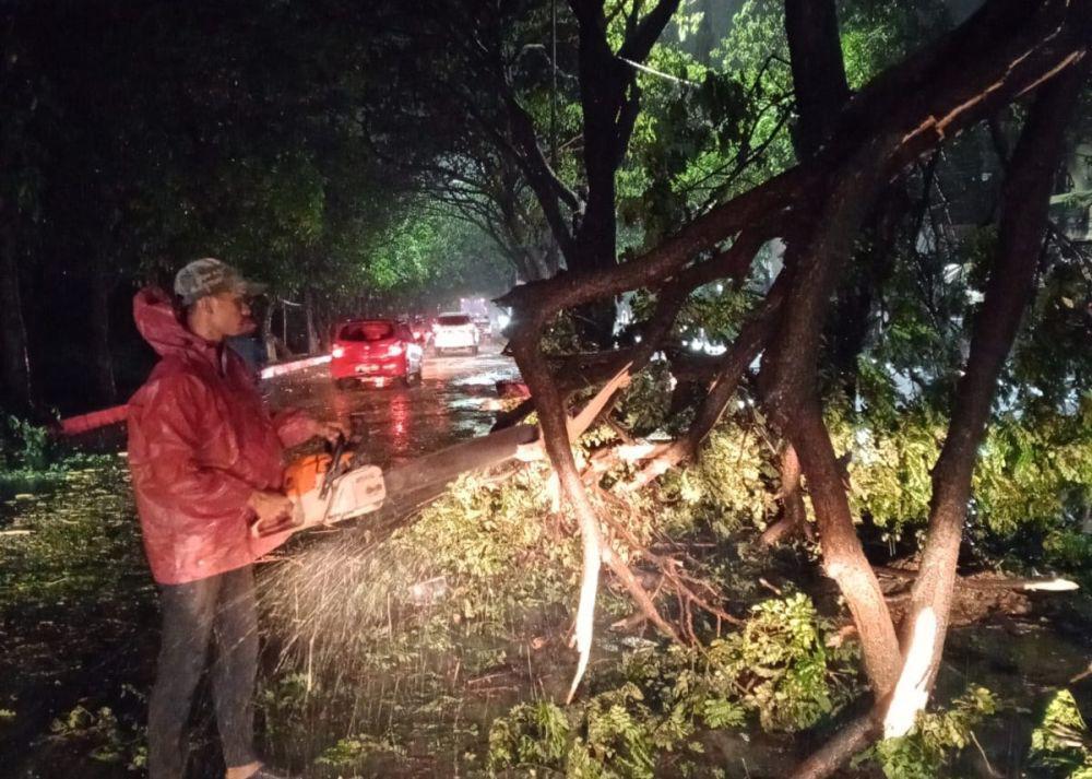 Satu Orang Meninggal Tertimpa Pohon Tumbang di Alun-alun Karanganyar