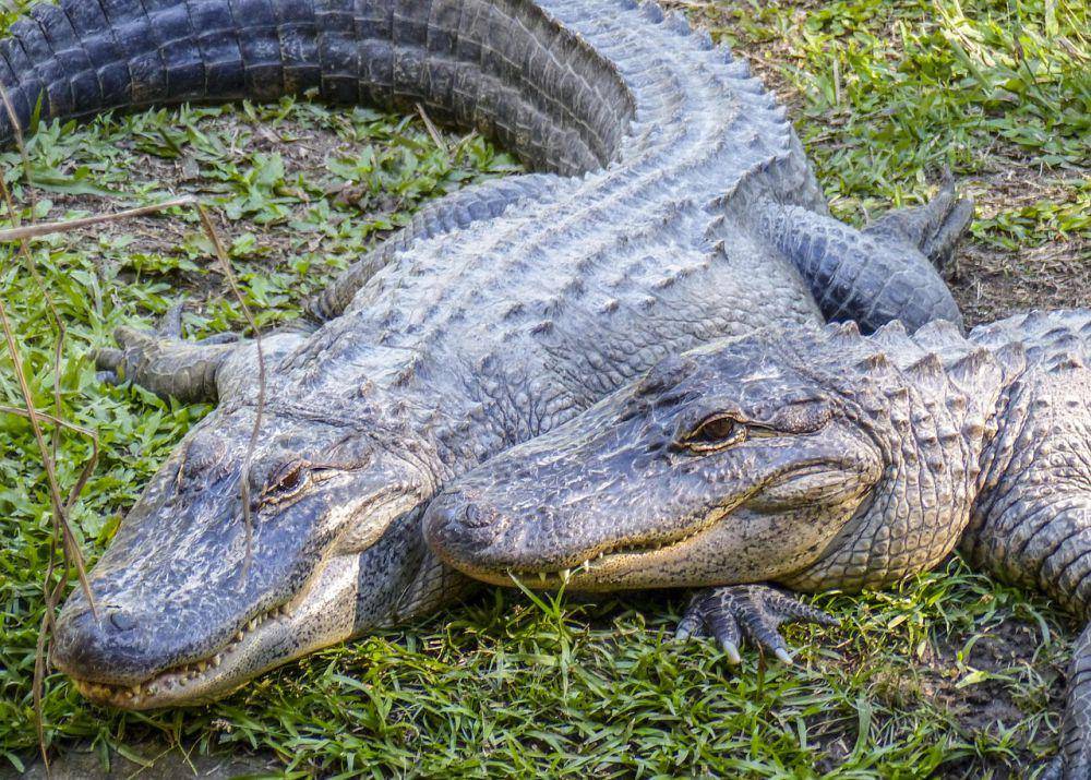 buaya (alligator) (pixabay.com/ArtTower)