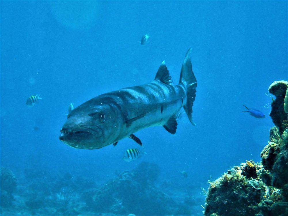 ikan barakuda (pixabay.com/Michael Swanson)