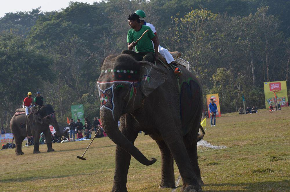 Kenapa Kita Sebaiknya Tidak Menunggangi Gajah?