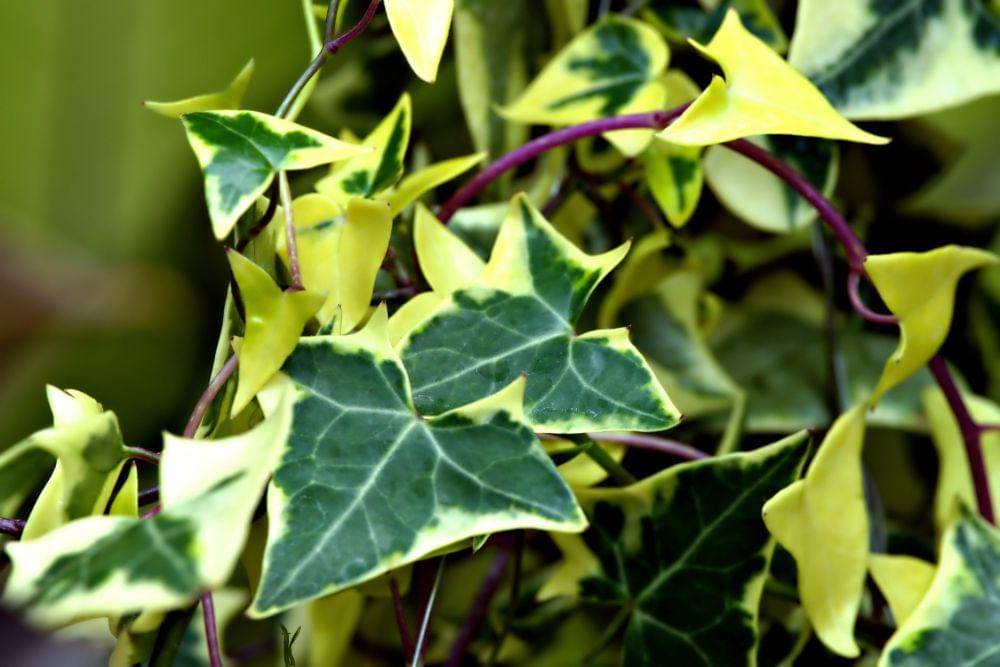 ilustrasi tanaman ivy