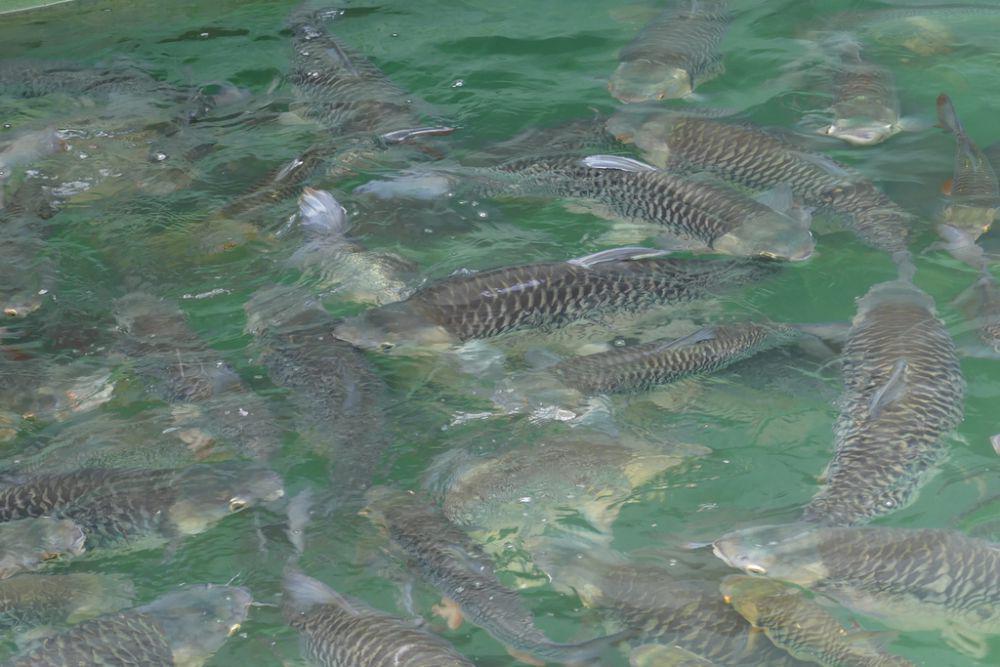 5 Fakta Menarik Ikan Jelawat, Ikan Air Tawar yang Istimewa