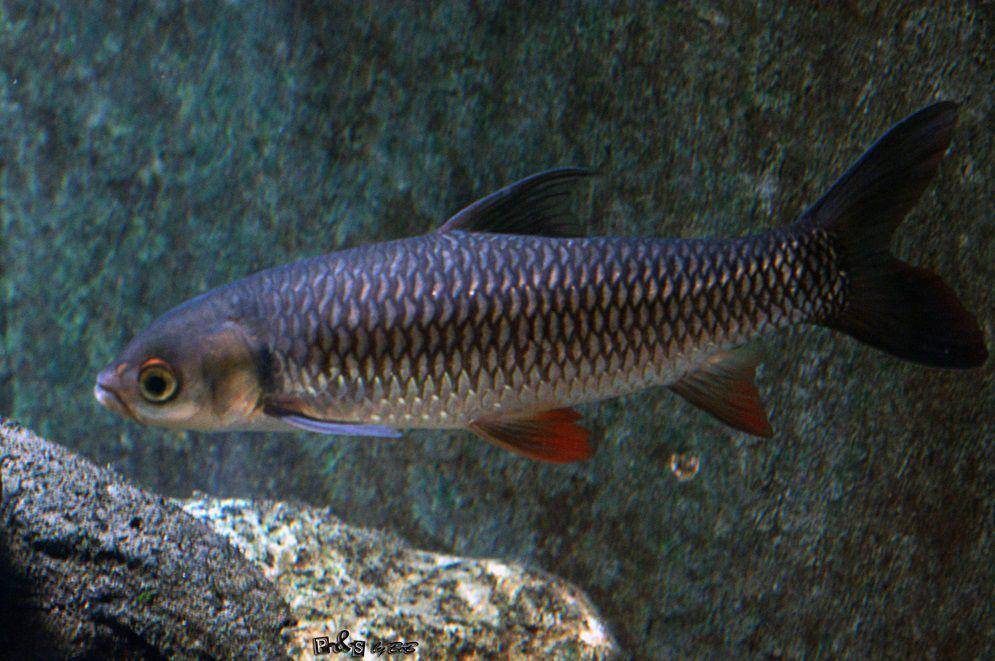 ilustrasi Leptobarbus hoevenii (inaturalist.org/bob)